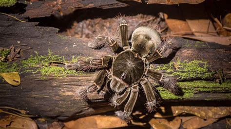 largest arachnid to ever exist